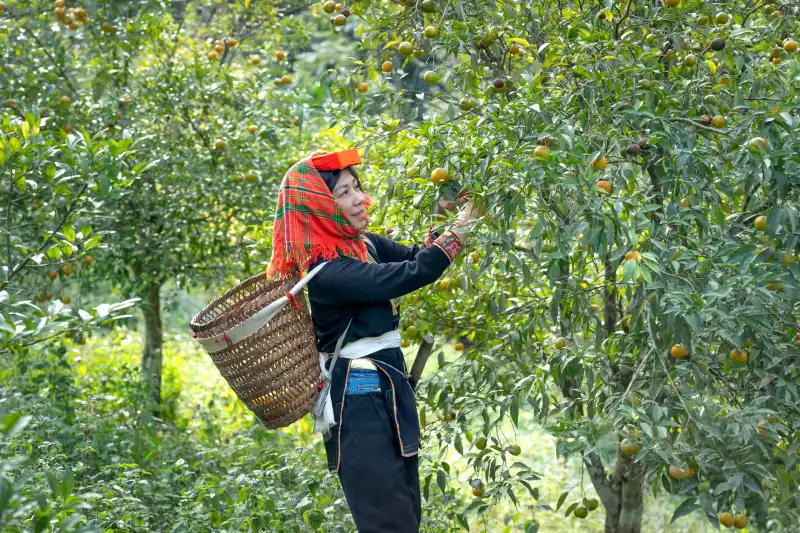运营优化视角下财务咨询服务的价值体现与应用场景